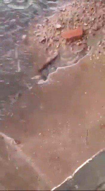 最新老鼠爆料新闻视频,揭秘视频背后的惊人真相  第1张